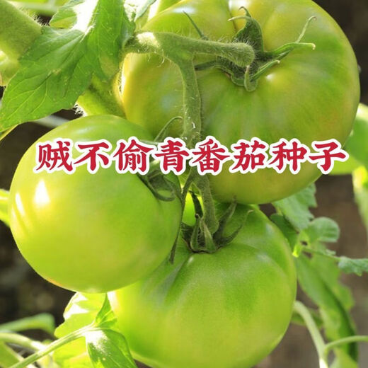 Thieves do not steal green tomato seeds, green tomato seeds, green tomato seeds, high-yield fresh vegetable and fruit seeds in the field, apple green tomato seeds, 3 packs of about 600 capsules