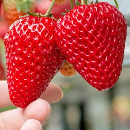 Four Seasons Cream Strawberry Seeds Spring and Autumn Home Balcony Potted Plants for Beginners Easy to Grow Fruit Red Strawberry Seeds Complete Collection of Cream Red Strawberry Seeds/pack of about 100 capsules 3 packs