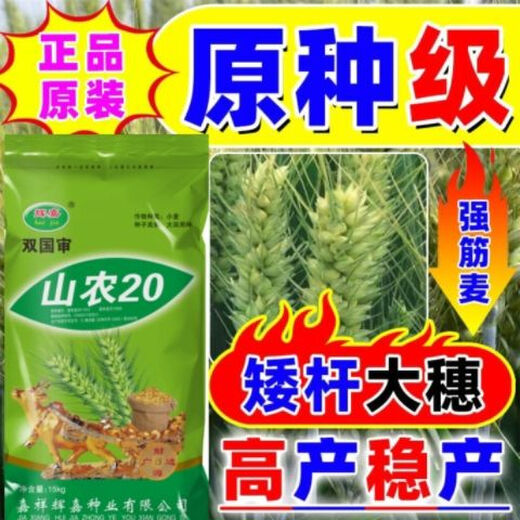 Wholesale nationally approved wheat seeds, original species, frost-resistant, lodging-resistant, rain-resistant, no buds, high-gluten wheat from the Academy of Agricultural Sciences, non-frozen, ton-produced original species, Shannong 20, 1 bag of 30 Jin, equal to 0.5 kg, now on sale