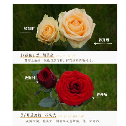 Rose Flower Shop's Same Style Gansu Rose Northwest Flower Soilless Cultivation Easy to Flowering Period Long Chinese Valentine's Day Gift Naomi Single-headed Rose 20 Branches