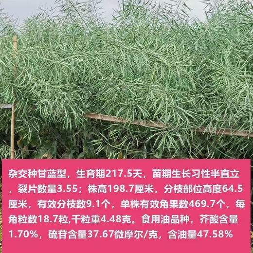 Qinyou No. 10 rapeseed black oil, black seed, short stem, high oil yield, genuine product, high cold resistance and lodging resistance Qinyou No. 10 seeds, 1 pack about 80 grams