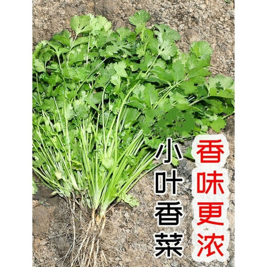 Eat as you plant, seasoning vegetable seed combination, easy to grow heat-resistant balcony potted vegetables in all seasons in spring, small-leaf coriander seeds, 2 packs, about 2,000 seeds, one pack, about 1,000 seeds