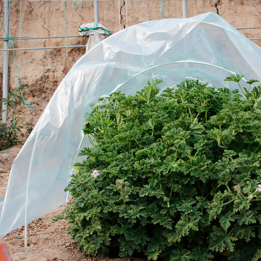 Beishu insect-proof net, vegetable growing net cover, vegetable field arch shed protective net, vegetable shed plastic film and bracket insulation film to prevent cold, grow vegetables to prevent cold and thickened arch shed film, 2 meters wide * 5 meters long + 10 support poles