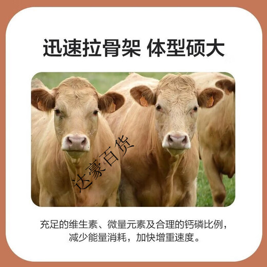 Premixed calf fattening cattle feed for rapid fattening and weight gain without pulling the frame