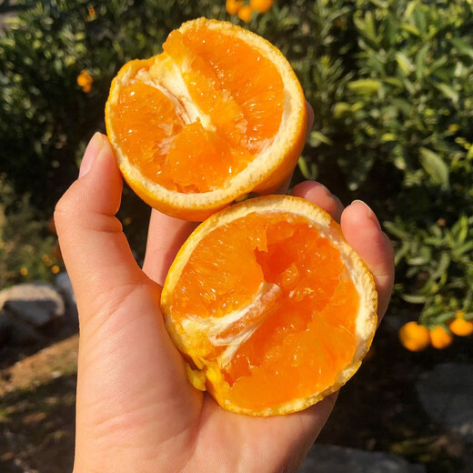 Sweet and courteous authentic Mayang rock sugar orange fresh jelly sweet orange fruit Hunan seasonal hand-peeled oranges whole box of oranges 4.5Jin Jin is equal to 0.5kg Net weight 50-55mm