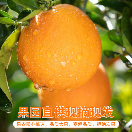 Naranjas Navel alpinas de Fujian Nogyuguo Naranjas de temporada recién cortadas, ácidas, dulces y jugosas. Frutas de temporada. Caja entera de naranjas navel frescas. 5Jin Jin equivale a 0,5kg. Embalaje seleccionado. Fruto único de 60-70 mm. Peso neto 4,5 Jin. Jin equivale a 0,5 kg.