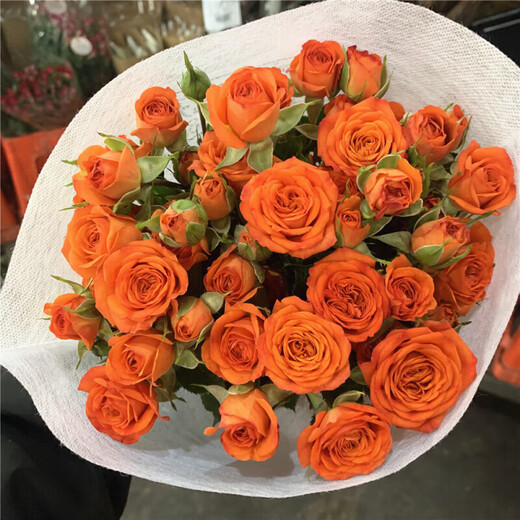 YWZR multi-headed rose flowers Yunnan base sends fresh flowers for home express office Valentine's Day bouquet Bubble rose random color 30-40 flowers + free preservative