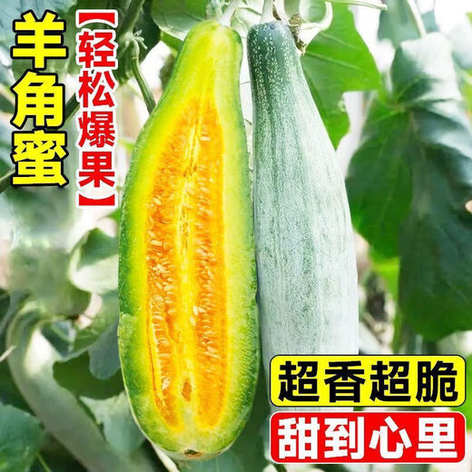 Croissant Melon Seeds, High Yield, Super Sweet Thin Skin Croissant Seeds, Balcony Flower Potted Fruit and Vegetable Seeds, Croissant Seeds, 5 packs, about 500 seeds