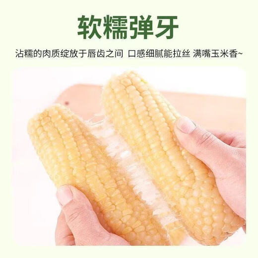 Dongdong Farm exclusively supplies authentic first-crop Northeast fresh waxy corn, soft and waxy brushed vacuum-packed breakfast, Northeast white waxy corn 6 pieces*200g+