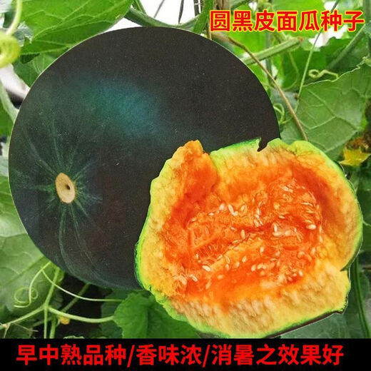 Black-skinned melon seeds, black-skinned sweet melons, large black-skinned melon seeds, cantaloupe seeds for spring sowing, fruits and vegetables, black-skinned melon seeds/pack, about 25 capsules, 1 pack