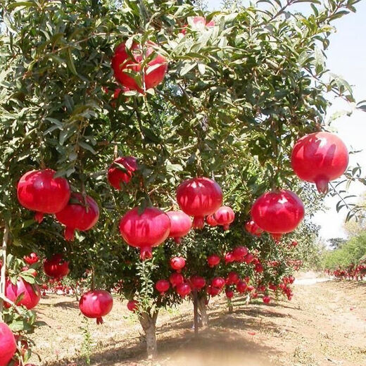 Sweet and crisp pomegranate seeds, pure sweet pomegranate seedlings, cold-resistant balcony garden potted ground planting seeds planted in the south and north, sweet and crisp pomegranate seeds, 3 packs of about 150 grains