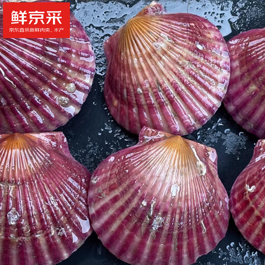 Freshly harvested from Beijing, fresh in season. Fresh red scallops. Net weight: 3 Jin. Jin is equal to 0.5 kg. 10-12 pieces/Jin. Jin is equal to 0.5 kg. Keep fresh but not alive.