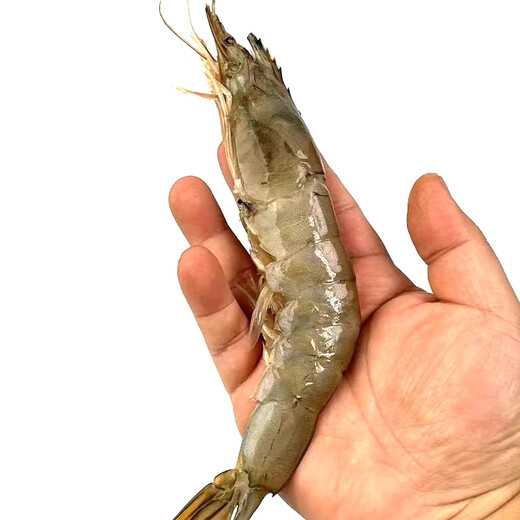 Xianjing wild-caught shrimp, net weight 3Jin Jin equal to 0.5kg/box 30-45 pieces/box