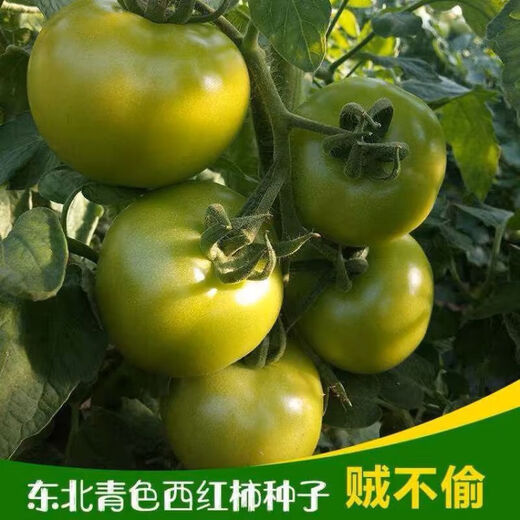 Thieves do not steal green tomato seeds, green tomato seeds, green tomato seeds, high-yield fresh vegetable and fruit seeds in the field, apple green tomato seeds, 3 packs of about 600 capsules
