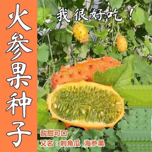 Authentic Fire Ginseng Fruit Seeds, African Honeydew Melon Seeds, Horned Melon Seeds, Mars Fruit Seeds, Sea Cucumber Fruit Special Fruit Seeds, Fire Ginseng Fruit Seeds/pack of about 25 capsules, 1 pack