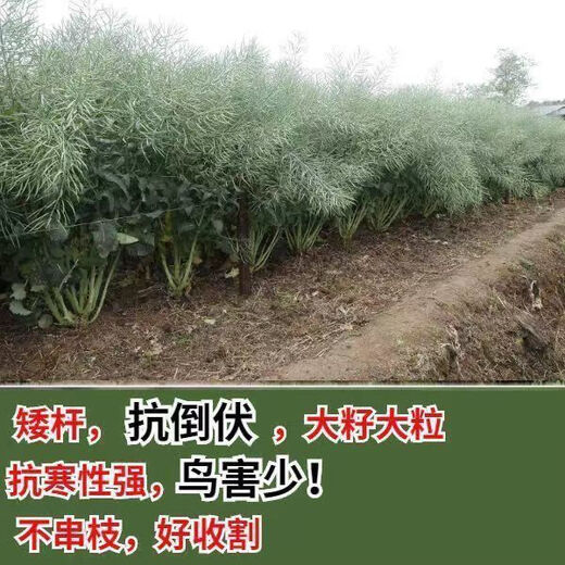 Qinyou No. 10 rapeseed black oil, black seed, short stem, high oil yield, genuine product, high cold resistance and lodging resistance Qinyou No. 10 seeds, 1 pack about 80 grams