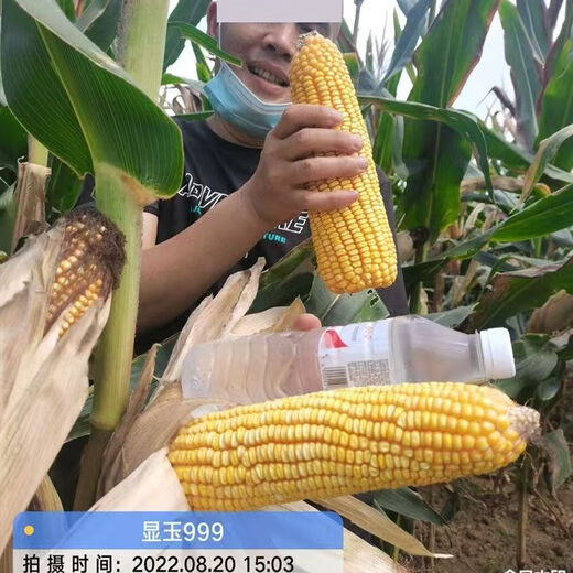 Манюань Тяньнун Сяньюй 999 низкостебельные высокоурожайные гибридные семена кукурузы Юньнань-Гуйчжоу-Сычуань красный и белый вал с большой палкой устойчивые к болезням и насекомым семена кукурузы устойчивые к болезням и устойчивые к насекомым Сяньюй 999 20 мешков оригинальные аутентичные новые виды 2Цзиньцзинь, равный 0,5 кг / мешок
