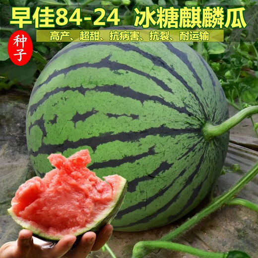 Watermelon set, watermelon seeds, watermelon balcony potted farmhouse garden melon seeds, various kinds of rock sugar Kirin watermelon seeds, 2 packs, about 100 pieces