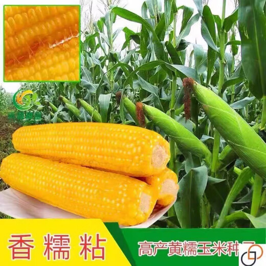 Sticky yellow corn seeds, sweet, sticky, soft and waxy yellow corn seeds, high-yielding field seeds for sowing in all seasons, sweet yellow waxy corn seeds, 6 packs of 300 grains, selected grains