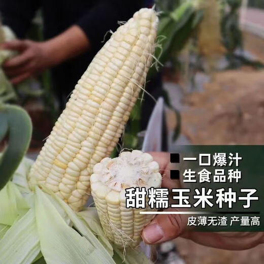 【国审】玉米种子甜糯玉米种子杂交玉米白玉米国审玉米种子 国审白玉米种子 5包约251粒