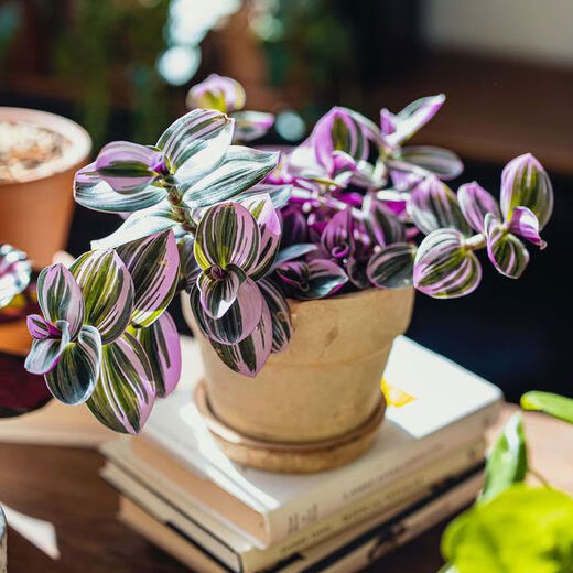 Yusenyi Oil Painting Wedding Ceremony Chlorophytum Potted Green Plants Purify the Air and Absorb Formaldehyde Balcony Good for Indoor Office Garden Oil Painting Chlorophytum 11 Pots Not Included