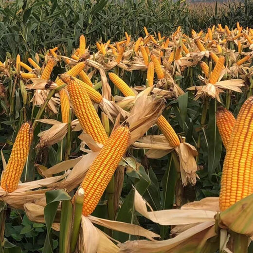 Big cob corn seed Xinyu 812 is disease-resistant, insect-resistant, high-temperature-resistant and high-yield, the first gold grain original Big cob corn seed Xinyu 812 is disease-resistant, insect-resistant, high-temperature and high-yield, No. 1 gold