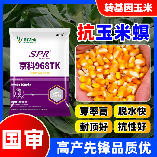 Strong man's genetically modified high-yielding corn seeds, Academy of Agricultural Sciences National Approval, Insect Resistance, Double Sticks, Large Sticks, Lodging Resistance, Drought Resistance, Disease Resistance, Corn Seeds, Transgenic Insect Resistance, High Germination Rate, 4000 grains, Disease Resistance