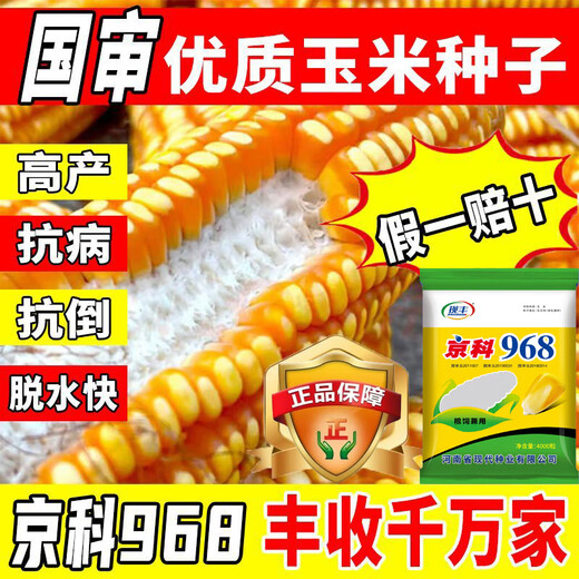 Suiyiman Yunnan-Guizhou-Sichuan high-yielding corn Jingke 968 low-stem big stick high-yielding resistance to lodging and rust disease dual-purpose grain and feed can be stored as green storage 1 bag 4000 grains
