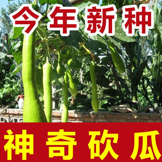 Newly planted this year, magical cucumber seeds for four seasons, pumpkin seeds, climbing vines, melon and fruit seeds, rapeseed seeds with high yield. Magic cucumber seeds/pack, about 6 capsules, 1 pack