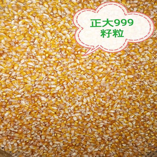 999 corn seeds, short stems, extra large sticks, red shafts, disease-resistant, drought-resistant, lodging-resistant corn seeds, nationally approved corn seeds, Zhengda 999 original two packs of two Jin Jin equal to 0.5 kg