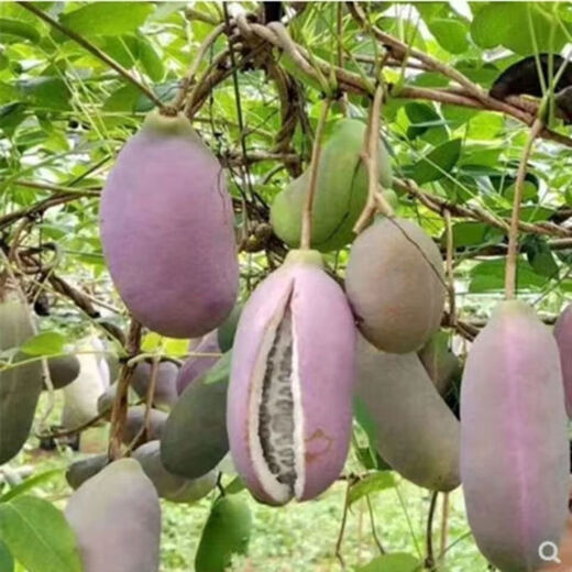 August melon, August fried seeds, new dietary fiber seeds, four-season climbing vines, balcony potted edible fruit seeds, August melon seeds/pack, about 20 capsules, 1 pack