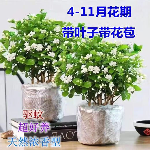 Jasmine seedling potted plant with buds Jiuli Xiang old pile mosquito repellent flower plant indoor strong fragrance blooms in all seasons and easy to grow Large jasmine flowers 4-6 buds are full and pots are not included