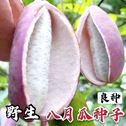 August melon, August fried seeds, new dietary fiber seeds, four-season climbing vines, balcony potted edible fruit seeds, August melon seeds/pack, about 20 capsules, 1 pack