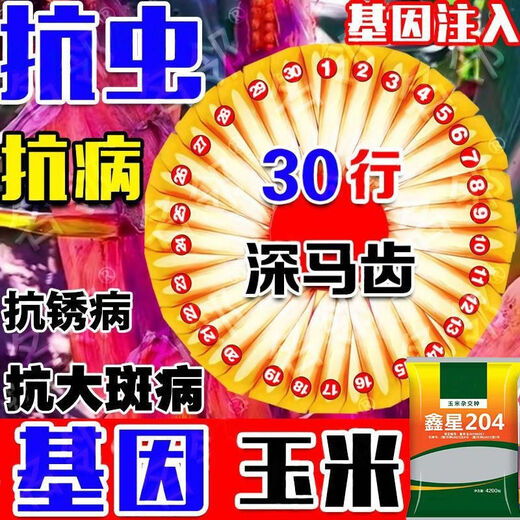 High-yielding corn seed Xinxing 204, short stem, lodging resistance, disease and insect resistance, large stick double-rod gene, Academy of Agricultural Sciences, Agricultural Research Institute, three-line hybrid - Xinxing 204 double-rod gene, seed dressing + yield increase guidance, about 4199 seeds per mu of land