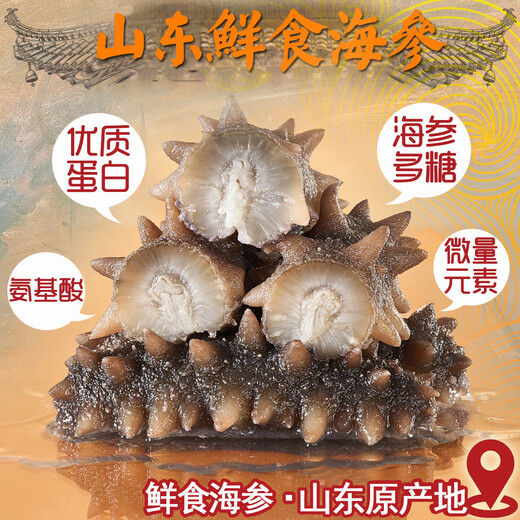 山东特产 Q弹鲜食海参 独立真空包装 500g 京东包邮 1斤 5-8头