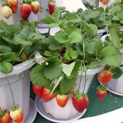 Four Seasons Cream Strawberry Seeds Spring and Autumn Home Balcony Potted Plants for Beginners Easy to Grow Fruit Red Strawberry Seeds Complete Collection of Cream Red Strawberry Seeds/pack of about 100 capsules 3 packs