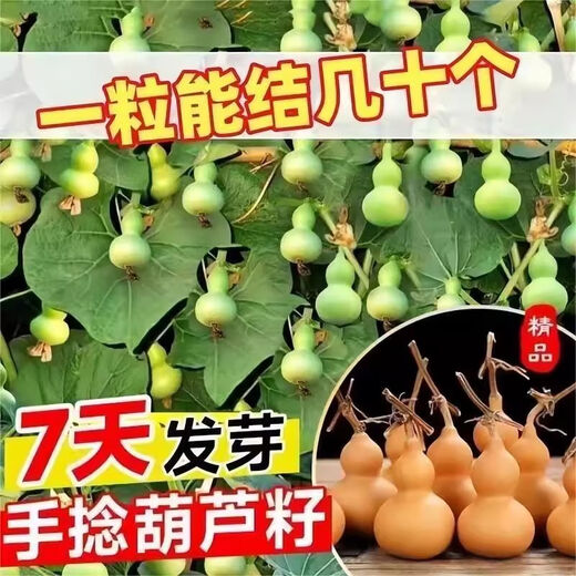 Hand-twisted small gourd seeds, Wenwan gourd potted plants, balcony and courtyard climbing vines for four seasons viewing, 20 hand-twisted gourd seeds + fertilizer