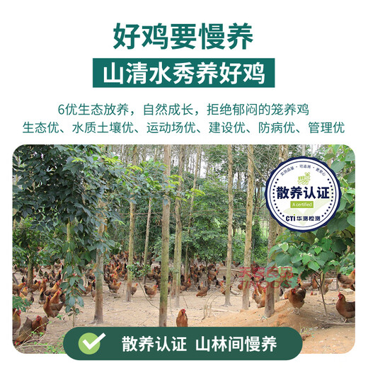 Tiannong slow-raised purebred Qingyuan chicken, net weight 2Jin Jin is equal to 0.5kg, Hong Kong free-range chicken, native chicken whole chicken frozen, ecological free-range chicken for 168 days