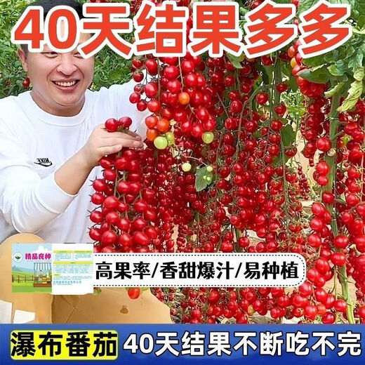 Sweet and juicy waterfall cherry tomato seeds, cherry tomato seeds for sowing potted vegetables in all seasons, red waterfall cherry tomato seeds/pack, about 200 capsules, 5 packs