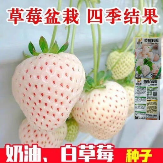 Creamy White Strawberry Seeds Four Seasons White Strawberry Seeds Vegetable Seeds and Beauty Home Potted Balcony Planting Creamy White Strawberry Seeds/Pack About 100 capsules 5 packs