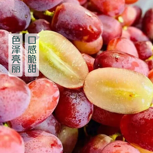 Xinjiang Candy Crispy Bobo Seedless Red Grape Approximately 450g