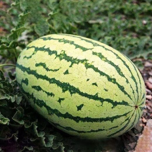 Watermelon Set, Watermelon Seeds, Watermelon Balcony Potted Plants, Farmhouse Garden Melon Seeds, Lazy Man King Watermelon Seeds, 1 pack, about 50 pieces