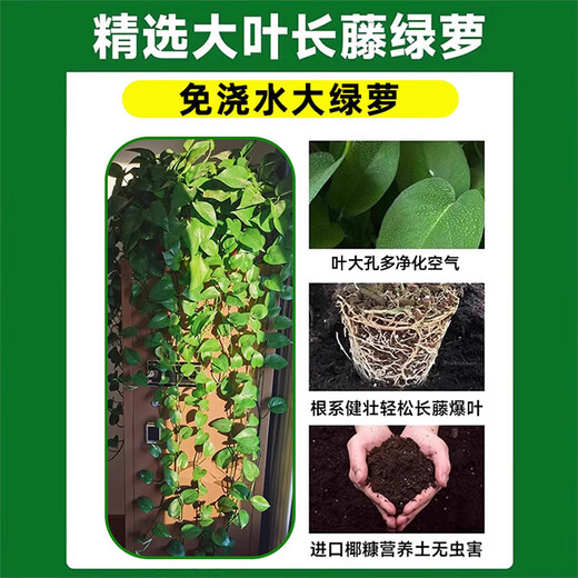 Pangmao green radish indoor potted hydroponic plant green basket long rattan extra large pot living room green plant purifies the air and removes odor 120# good morning white water absorbing basin 1 pot + special fertilizer * 2 + pot