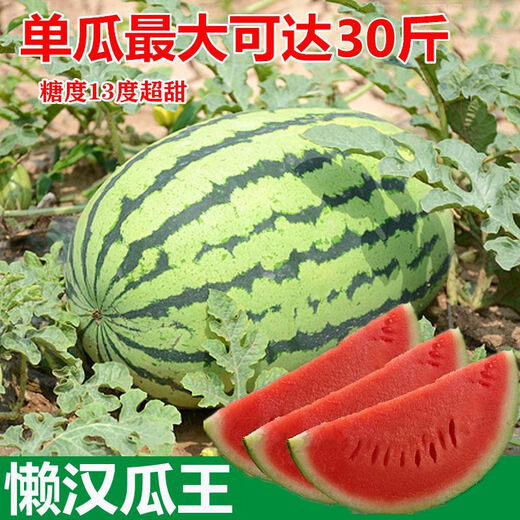 Watermelon set, watermelon seeds, watermelon balcony potted farmhouse garden melon seeds, various kinds of rock sugar Kirin watermelon seeds, 2 packs, about 100 pieces