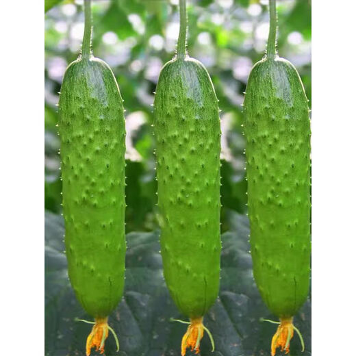 High-yielding fruit cucumber seeds for north and south raw dry cucumbers in spring and autumn small vegetable garden balcony four-season vegetable seeds this year 2 packs about 100 capsules