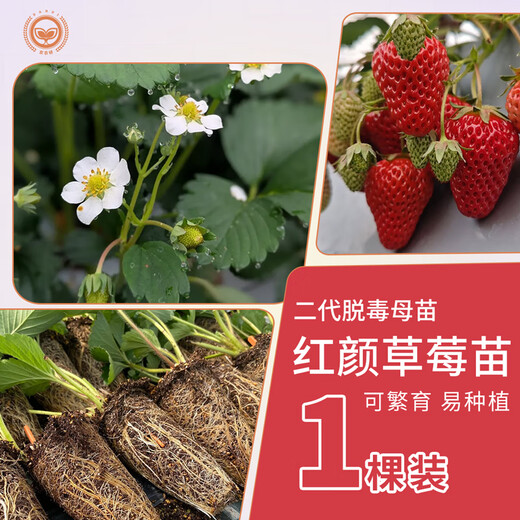 Beijing Agricultural Research Institute Strawberry Seedlings Light Pink White Strawberry Snow White Second Generation Virus-Free Seedlings Production and Breeding Balcony Fruit Seedlings Hongyan Second Generation Virus-Free Strawberry Seedlings 1