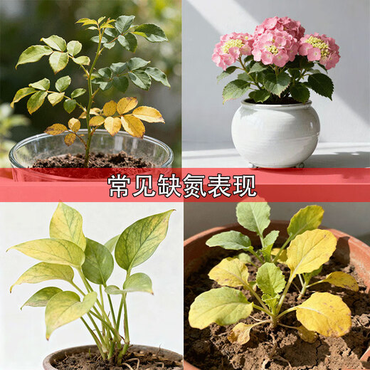 Quick-acting nitrogen fertilizer, medium granular 46% agricultural urea, general purpose for flowers, green plants, vegetables, fruits, vegetables and fruit trees, medium granular urea 46%, 1Jin Jin is equal to 0.5kg, packed