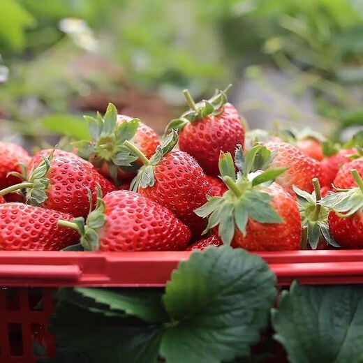 Four Seasons Cream Strawberry Seeds Spring and Autumn Home Balcony Potted Plants for Beginners Easy to Grow Fruit Red Strawberry Seeds Complete Collection of Cream Red Strawberry Seeds/pack of about 100 capsules 3 packs