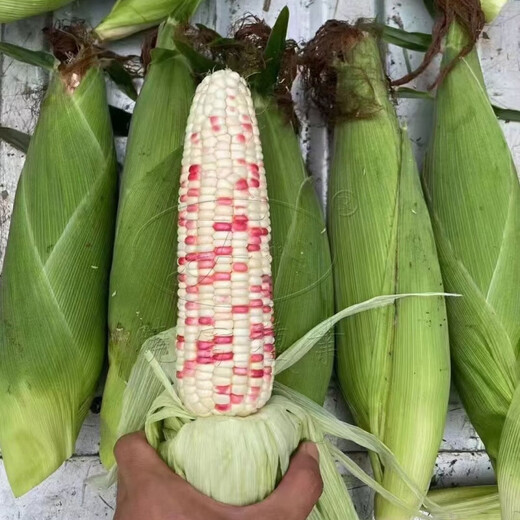 National Approval Xiaofu Tiangui Nuo 937 Big Stick High Yield Disease Resistance Spring and Autumn Field Base Colorful Sweet Nuo Jade 2018 BMW Tiangui Nuo 937 Original 200g