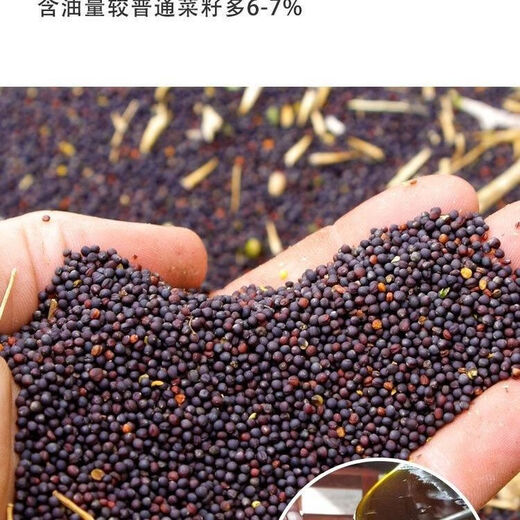 Qinyou No. 10 rapeseed black oil, black seed, short stem, high oil yield, genuine product, high cold resistance and lodging resistance Qinyou No. 10 seeds, 1 pack about 80 grams